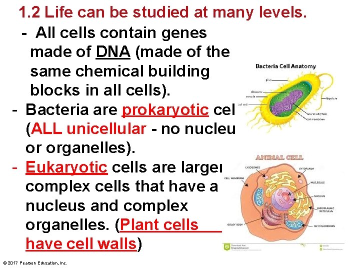 1. 2 Life can be studied at many levels. - All cells contain genes 1. 2 Life can be studied at many levels. - All cells contain genes