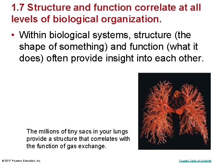 1. 7 Structure and function correlate at all levels of biological organization. • Within 1. 7 Structure and function correlate at all levels of biological organization. • Within
