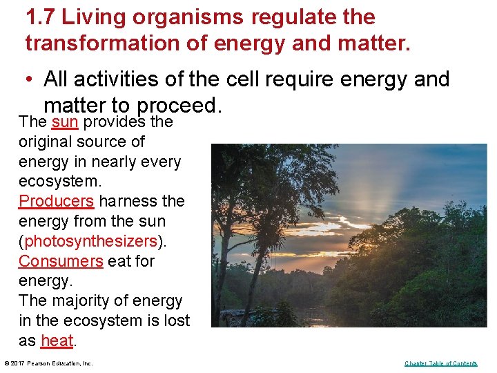 1. 7 Living organisms regulate the transformation of energy and matter. • All activities 1. 7 Living organisms regulate the transformation of energy and matter. • All activities