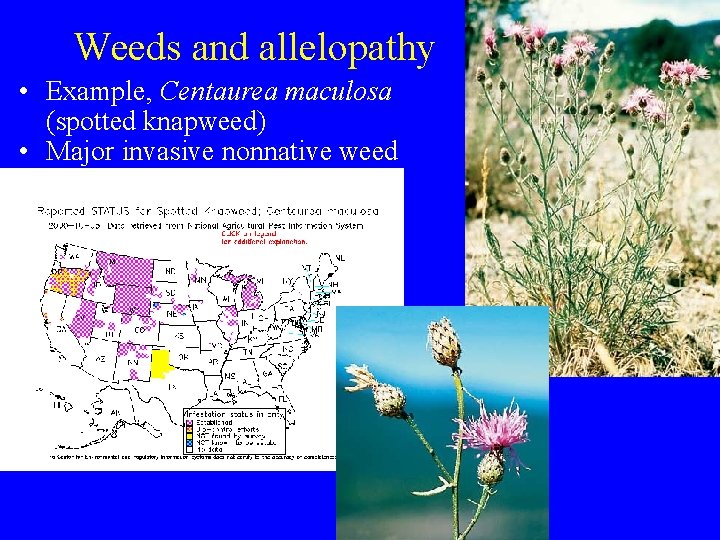 Weeds and allelopathy • Example, Centaurea maculosa (spotted knapweed) • Major invasive nonnative weed