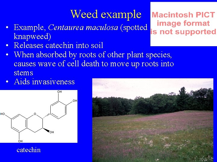 Weed example • Example, Centaurea maculosa (spotted knapweed) • Releases catechin into soil •