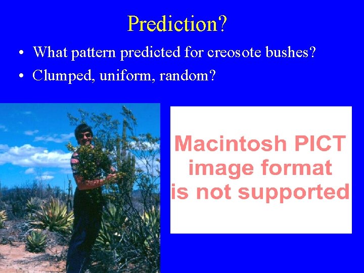 Prediction? • What pattern predicted for creosote bushes? • Clumped, uniform, random? 