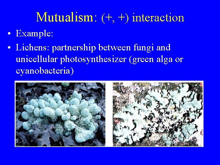 Mutualism: (+, +) interaction • Example: • Lichens: partnership between fungi and unicellular photosynthesizer