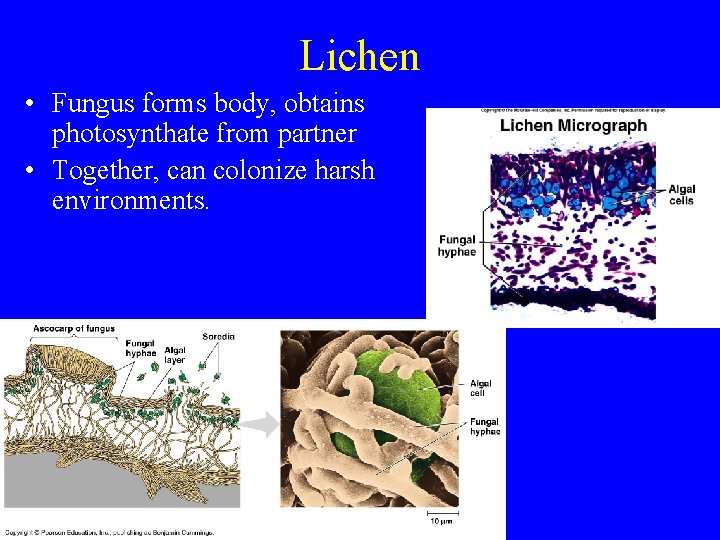 Lichen • Fungus forms body, obtains photosynthate from partner • Together, can colonize harsh