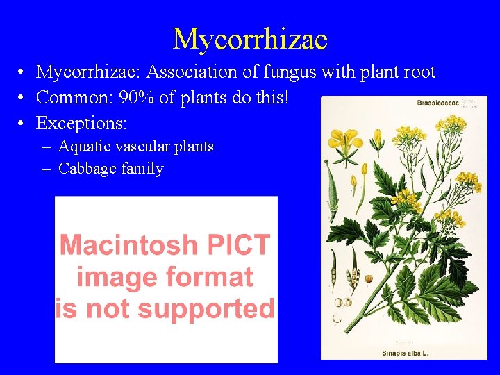 Mycorrhizae • Mycorrhizae: Association of fungus with plant root • Common: 90% of plants