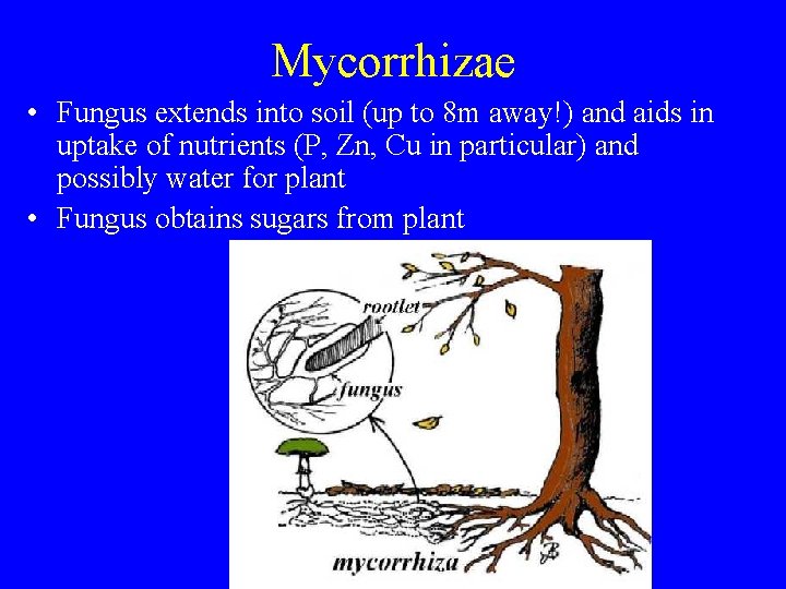 Mycorrhizae • Fungus extends into soil (up to 8 m away!) and aids in