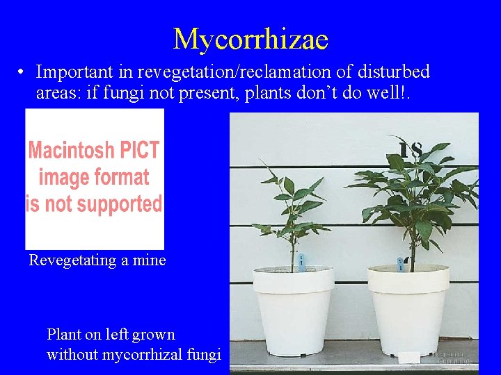 Mycorrhizae • Important in revegetation/reclamation of disturbed areas: if fungi not present, plants don’t