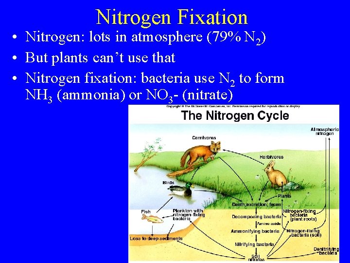 Nitrogen Fixation • Nitrogen: lots in atmosphere (79% N 2) • But plants can’t