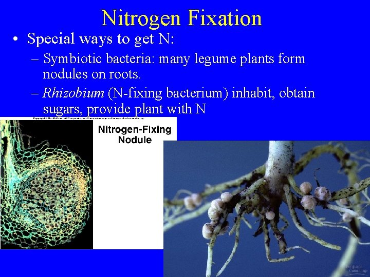 Nitrogen Fixation • Special ways to get N: – Symbiotic bacteria: many legume plants