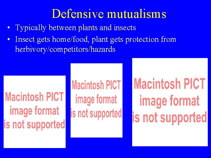 Defensive mutualisms • Typically between plants and insects • Insect gets home/food, plant gets