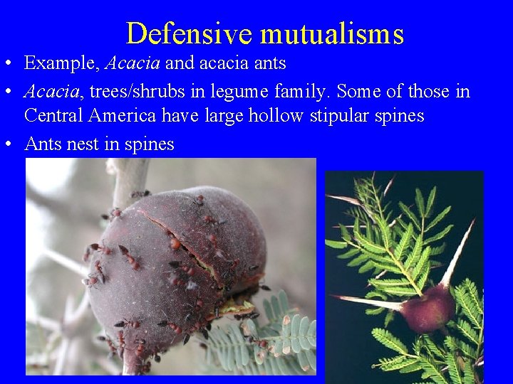 Defensive mutualisms • Example, Acacia and acacia ants • Acacia, trees/shrubs in legume family.