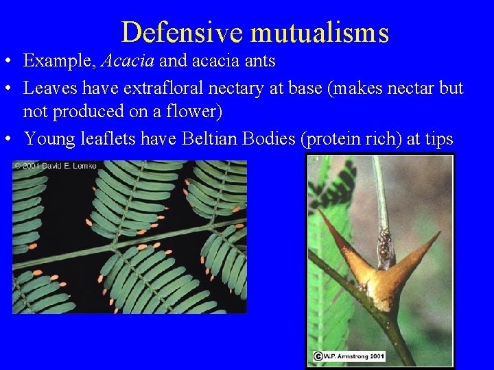 Defensive mutualisms • Example, Acacia and acacia ants • Leaves have extrafloral nectary at