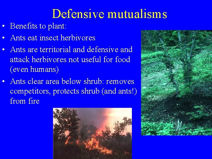 Defensive mutualisms • Benefits to plant: • Ants eat insect herbivores • Ants are
