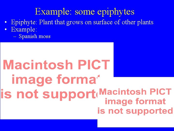 Example: some epiphytes • Epiphyte: Plant that grows on surface of other plants •