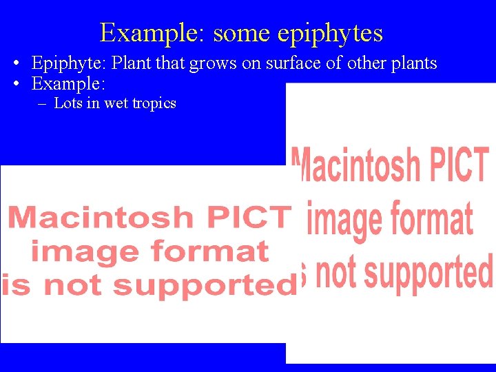 Example: some epiphytes • Epiphyte: Plant that grows on surface of other plants •