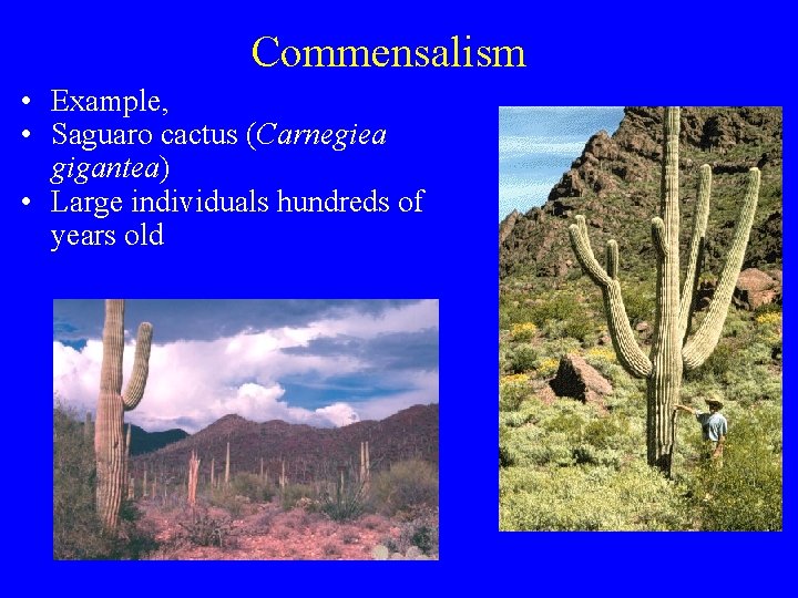 Commensalism • Example, • Saguaro cactus (Carnegiea gigantea) • Large individuals hundreds of years