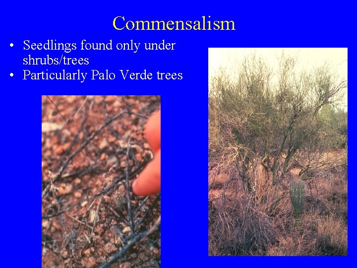 Commensalism • Seedlings found only under shrubs/trees • Particularly Palo Verde trees 