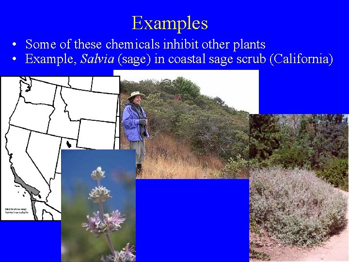 Examples • Some of these chemicals inhibit other plants • Example, Salvia (sage) in
