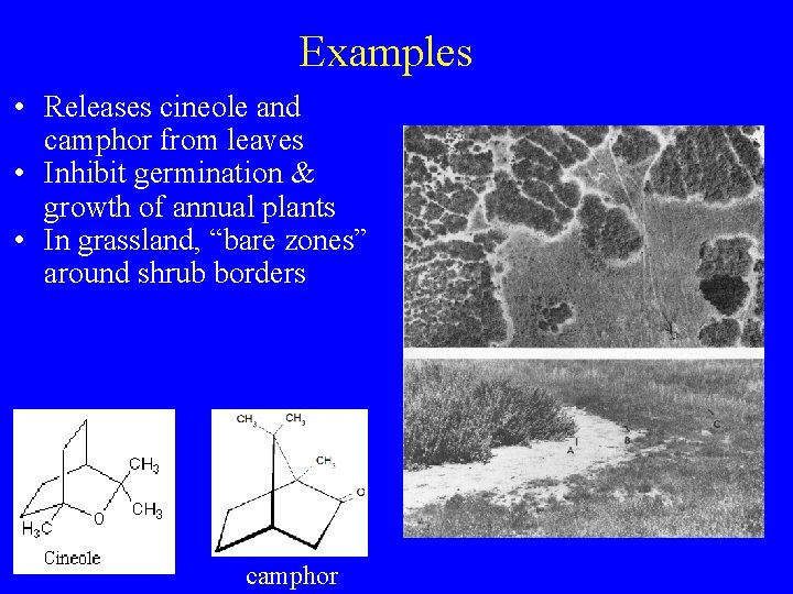 Examples • Releases cineole and camphor from leaves • Inhibit germination & growth of