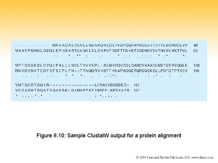 Figure 8. 10: Sample Clustal. W output for a protein alignment 