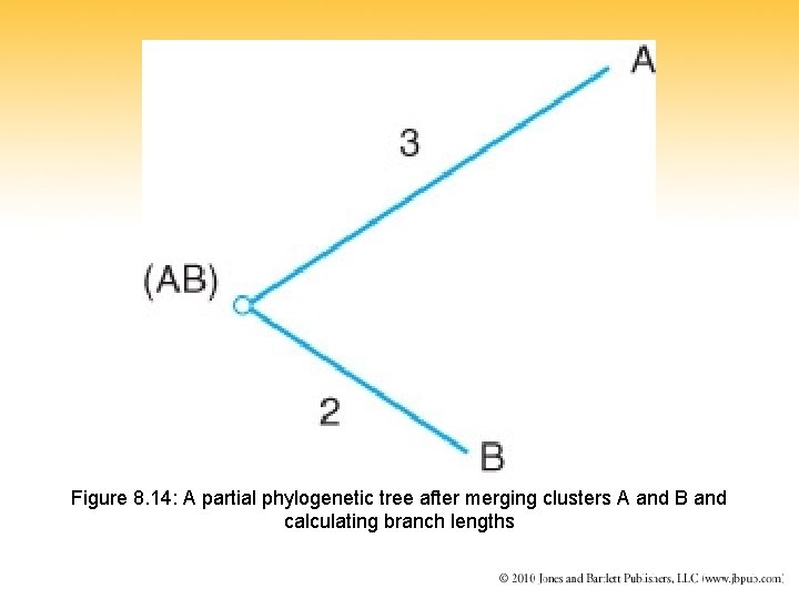 Figure 8. 14: A partial phylogenetic tree after merging clusters A and B and