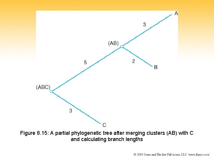 Figure 8. 15: A partial phylogenetic tree after merging clusters (AB) with C and