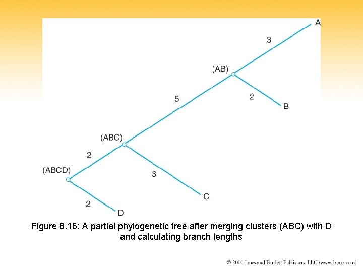 Figure 8. 16: A partial phylogenetic tree after merging clusters (ABC) with D and
