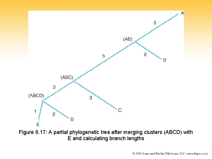 Figure 8. 17: A partial phylogenetic tree after merging clusters (ABCD) with E and