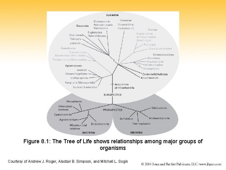 Figure 8. 1: The Tree of Life shows relationships among major groups of organisms