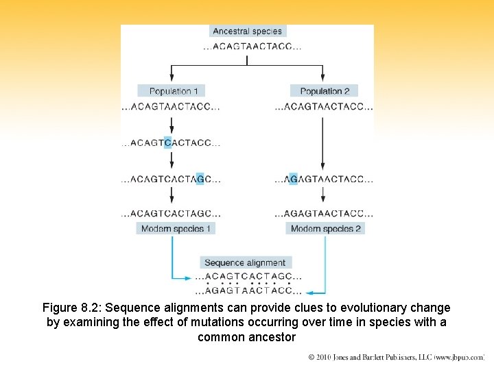 Figure 8. 2: Sequence alignments can provide clues to evolutionary change by examining the