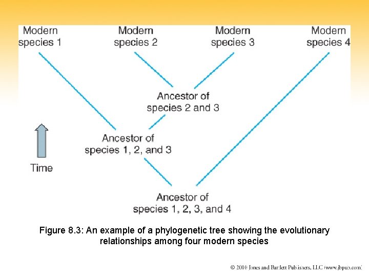 Figure 8. 3: An example of a phylogenetic tree showing the evolutionary relationships among