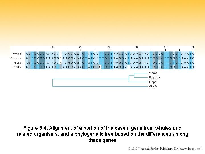 Figure 8. 4: Alignment of a portion of the casein gene from whales and