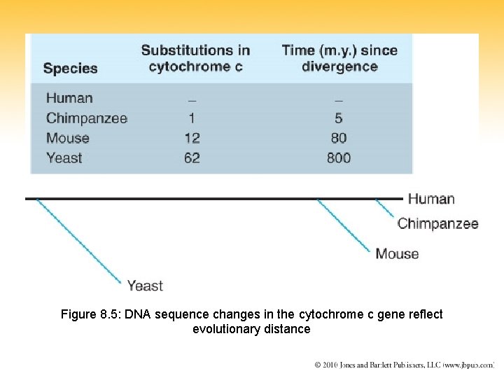 Figure 8. 5: DNA sequence changes in the cytochrome c gene reflect evolutionary distance