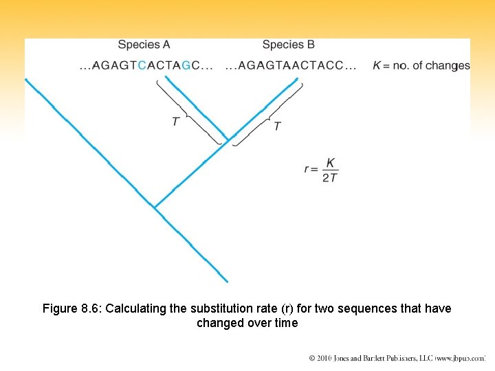 Figure 8. 6: Calculating the substitution rate (r) for two sequences that have changed