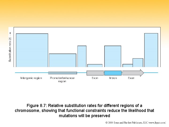 Figure 8. 7: Relative substitution rates for different regions of a chromosome, showing that