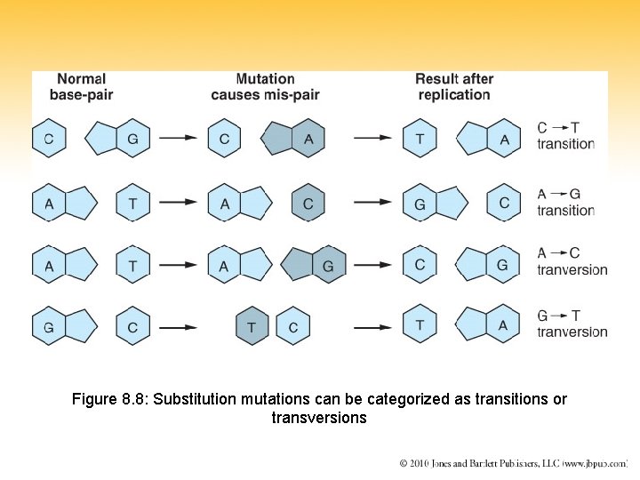 Figure 8. 8: Substitution mutations can be categorized as transitions or transversions 