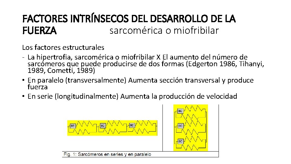 FACTORES INTRÍNSECOS DEL DESARROLLO DE LA FUERZA sarcomérica o miofribilar Los factores estructurales - FACTORES INTRÍNSECOS DEL DESARROLLO DE LA FUERZA sarcomérica o miofribilar Los factores estructurales -