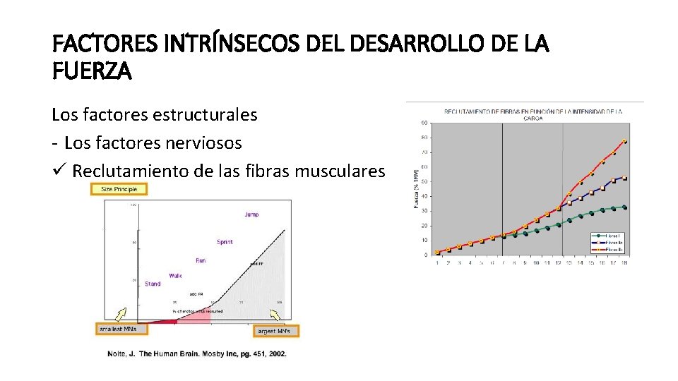 FACTORES INTRÍNSECOS DEL DESARROLLO DE LA FUERZA Los factores estructurales - Los factores nerviosos FACTORES INTRÍNSECOS DEL DESARROLLO DE LA FUERZA Los factores estructurales - Los factores nerviosos