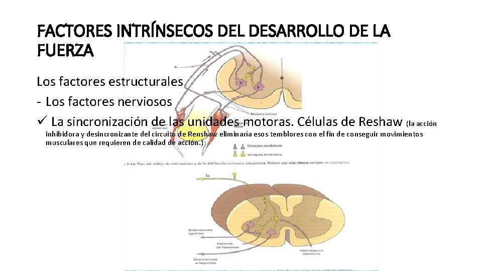 FACTORES INTRÍNSECOS DEL DESARROLLO DE LA FUERZA Los factores estructurales - Los factores nerviosos FACTORES INTRÍNSECOS DEL DESARROLLO DE LA FUERZA Los factores estructurales - Los factores nerviosos