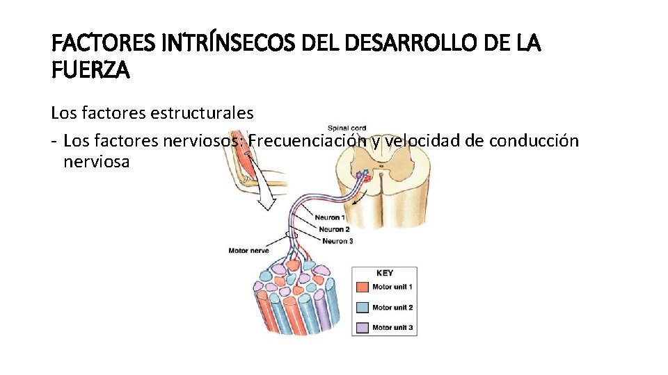 FACTORES INTRÍNSECOS DEL DESARROLLO DE LA FUERZA Los factores estructurales - Los factores nerviosos: FACTORES INTRÍNSECOS DEL DESARROLLO DE LA FUERZA Los factores estructurales - Los factores nerviosos: