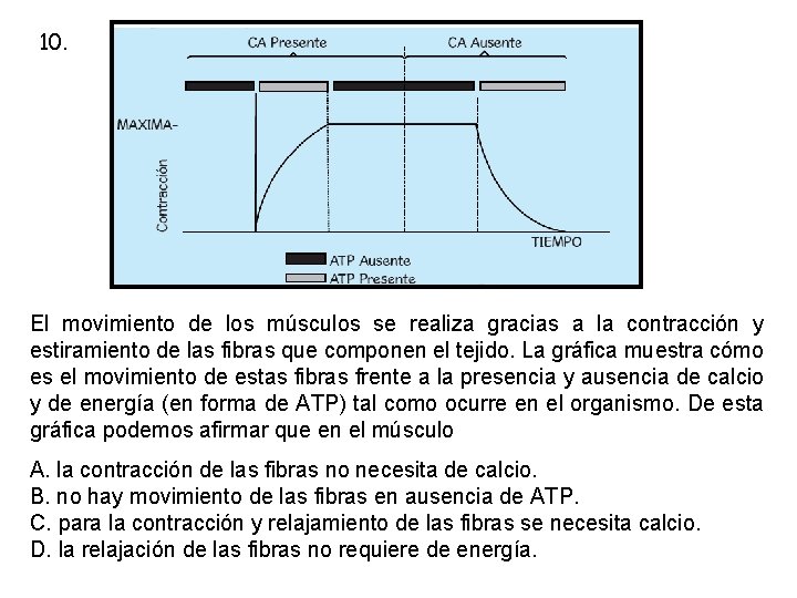 10. El movimiento de los músculos se realiza gracias a la contracción y estiramiento