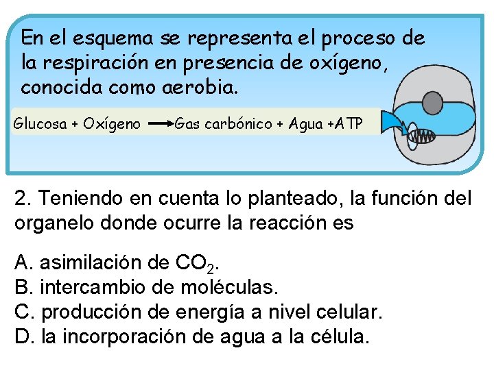 En el esquema se representa el proceso de la respiración en presencia de oxígeno,