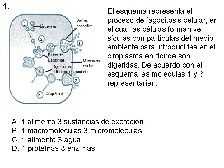 4. El esquema representa el proceso de fagocitosis celular, en el cual las células