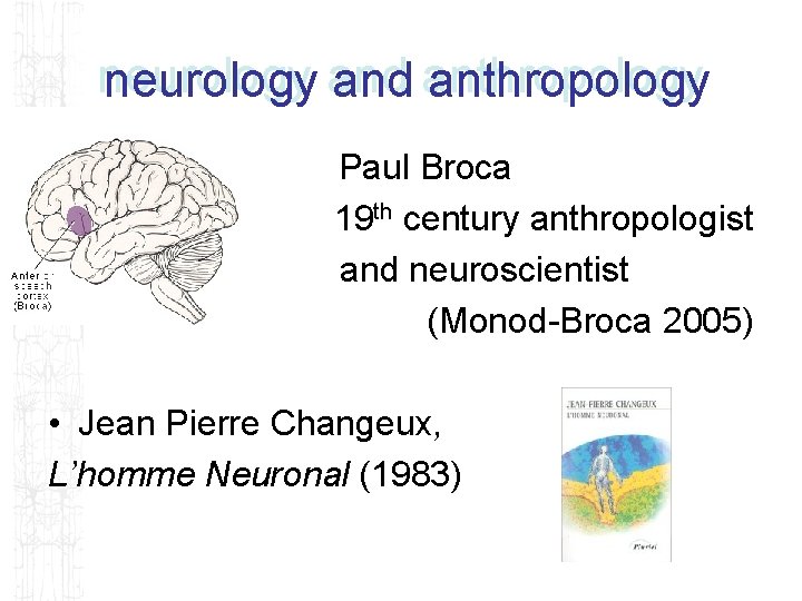 neurology and anthropology Paul Broca 19 th century anthropologist and neuroscientist (Monod-Broca 2005) •