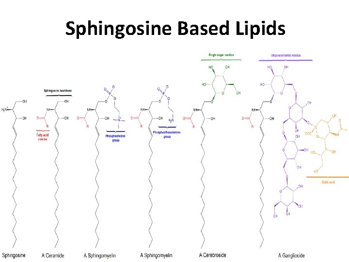 Sphingosine Based Lipids 