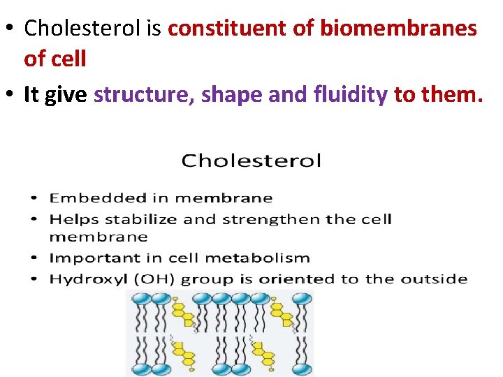  • Cholesterol is constituent of biomembranes of cell • It give structure, shape