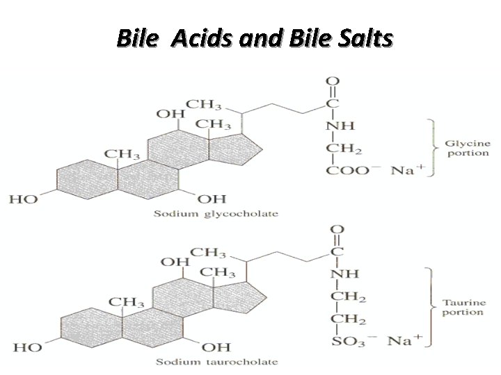 Bile Acids and Bile Salts 