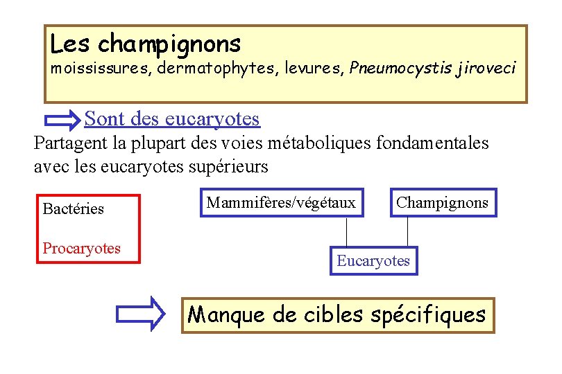 Les champignons moississures, dermatophytes, levures, Pneumocystis jiroveci Sont des eucaryotes Partagent la plupart des