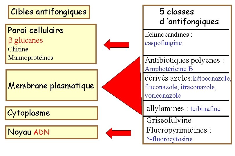 Cibles antifongiques Paroi cellulaire glucanes Chitine Mannoprotéines Membrane plasmatique Cytoplasme Noyau ADN 5 classes