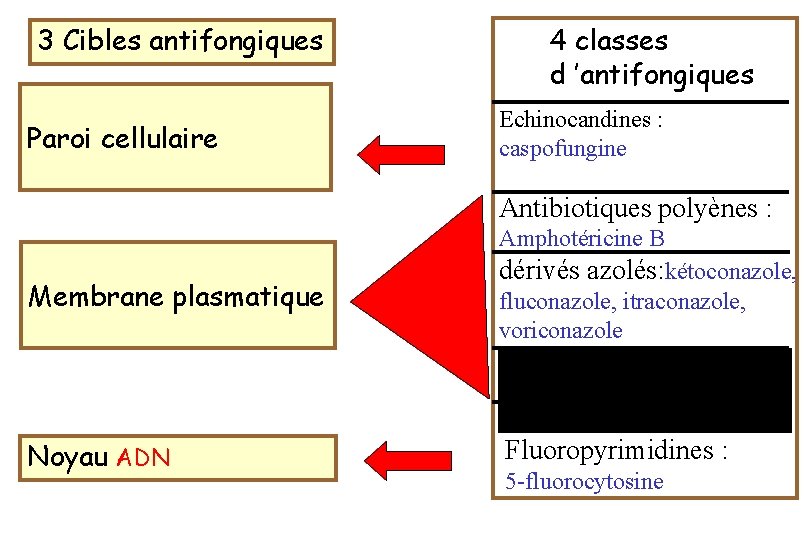 3 Cibles antifongiques Paroi cellulaire 4 classes d ’antifongiques Echinocandines : caspofungine Antibiotiques polyènes